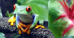 tree frog